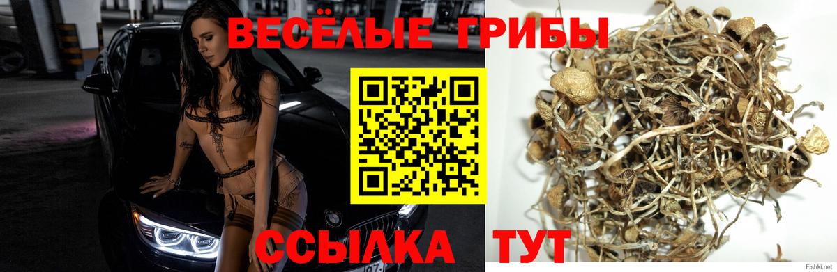 Псилоцибиновые грибы MAGIC MUSHROOMS Тында